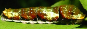 Larvae